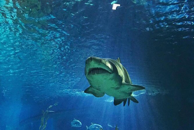 Sea Life Bangkok Ocean World Tickets - Your 3-Hour Game Plan: Picking a Time to Avoid Rushing