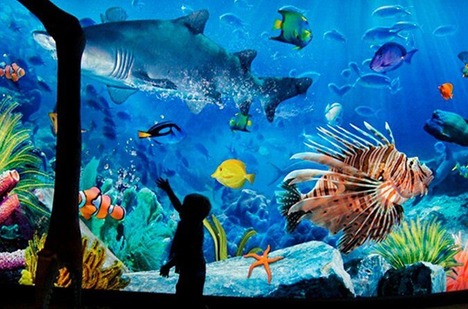 Sea Life Bangkok Ocean World Tickets - Stop 1: SEA LIFE Ocean World—The Best Way to See Sharks, Rays, and Penguins