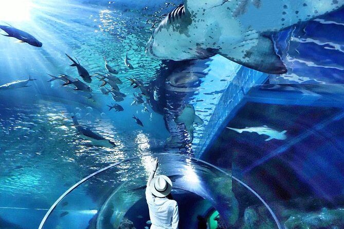 Sea Life Bangkok Ocean World Tickets - Final Thoughts: Should You Book These SEA LIFE Bangkok Ocean World Tickets?