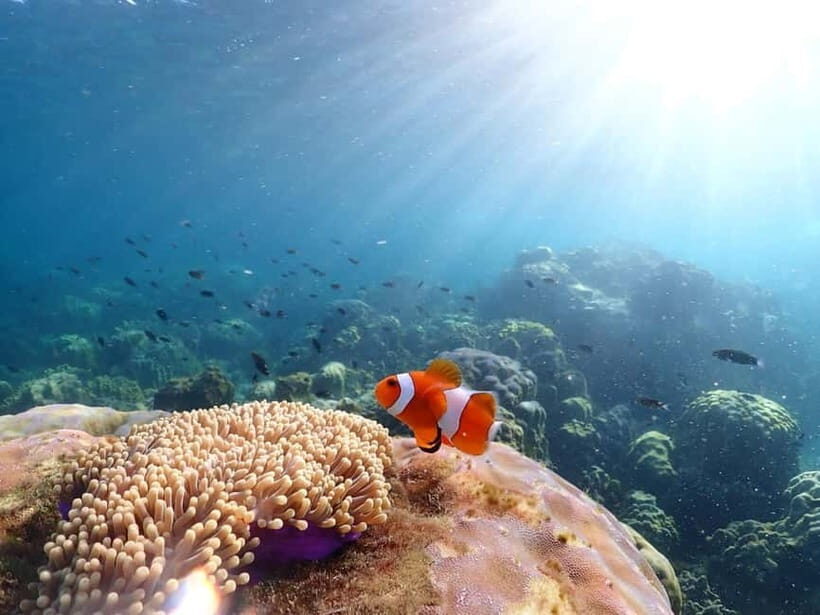 Snorkel & Chill: Nemo Island Trip from Pattaya - Underwater photos and the Nemo moment: how the free shots work
