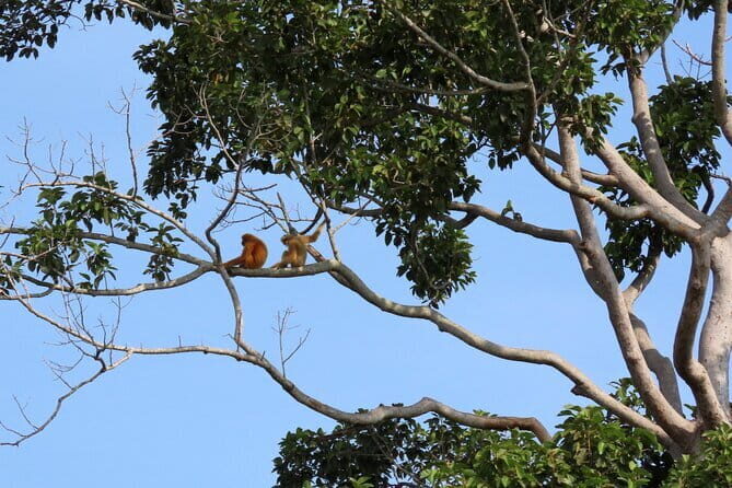 Tour of the Wildlife Rescue Center - A wildlife rescue day trip from Hua Hin that explains the why